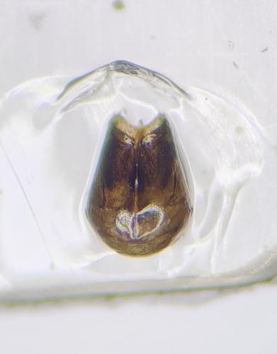 Réf. 301 731 : Chrysura filiformis